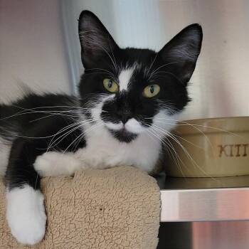 Domestic Medium Hair Cats Available for Adoption in Nashville, Indiana - Magnolia | PetCurious