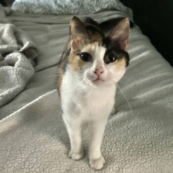 Calico Cats Available for Adoption in Lampasas, Texas - Chloe | PetCurious