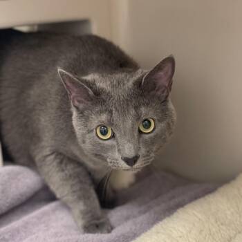 Milo -  Domestic Short Hair Cat for Adoption in Sarasota, Florida - Milo | PetCurious