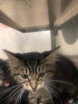 Domestic Medium Hair Cats Available for Adoption in Plano, Texas - Little Miss A217222 | PetCurious