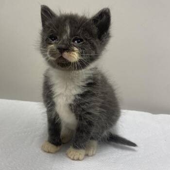 Mike -  American Shorthair Cat for Adoption in Chattanooga, Tennessee - Mike | PetCurious