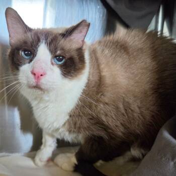 Gladis -  Domestic Short Hair Cat for Adoption in Asheville, North Carolina - Gladis | PetCurious