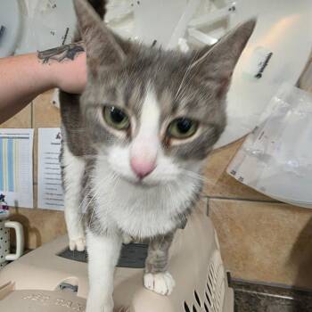 Domestic Short Hair Cats Available for Adoption in Eureka Springs, Arkansas - Kangaskhan | PetCurious