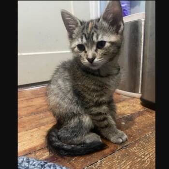 Cynthia Coleman -  Domestic Short Hair Cat Available for Adoption in Morrison, Colorado - Cynthia Coleman | PetCurious