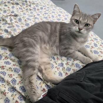 Sage, Friendly Young Girl -  Domestic Short Hair Cat for Adoption in Meriden, Connecticut - Sage, Friendly Young Girl | PetCurious