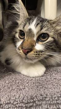 Penny -  Domestic Long Hair Cat for Adoption in Bowling Green, Ohio - Penny | PetCurious