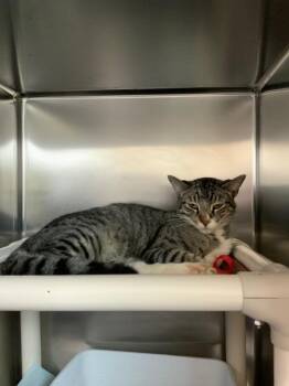 Sandy -  Domestic Short Hair Cat for Adoption in Black River Falls, Wisconsin - Sandy | PetCurious