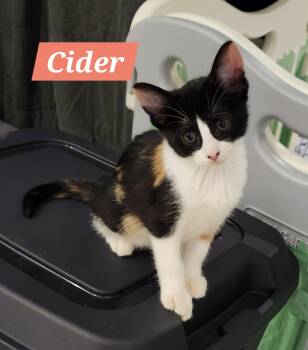 Cider, Pumpkin, Coal, Chai -  Domestic Short Hair Cat for Adoption in Brantford, Ontario - Cider, Pumpkin, Coal, Chai | PetCurious