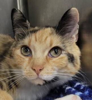 Tiki -  Calico Cat for Adoption in Cuyahoga Falls, Ohio - Tiki | PetCurious