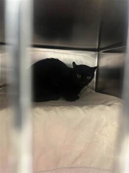 Canberra -  Domestic Short Hair Cat for Adoption in Montreal, Quebec - Canberra | PetCurious