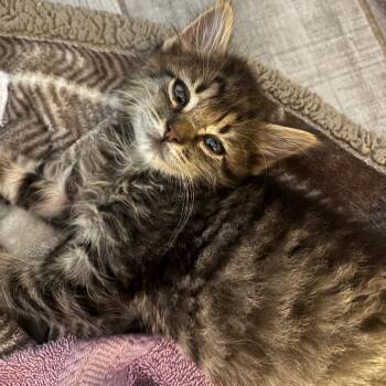 Palm Palm 28 -  Domestic Short Hair Cat for Adoption in Austin, Texas - Palm Palm 28 | PetCurious