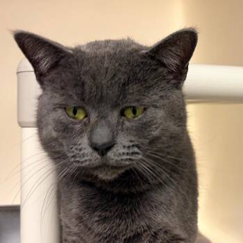 Domestic Short Hair Cats Available for Adoption - Poet | PetCurious