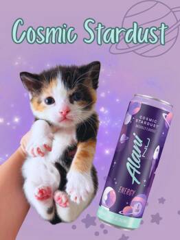 Domestic Short Hair Cats Available for Adoption in Augusta, Georgia - Cosmic Stardust | PetCurious