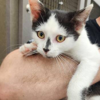 Skeletor -  Domestic Medium Hair Cat for Adoption in Toledo, Ohio - Skeletor | PetCurious