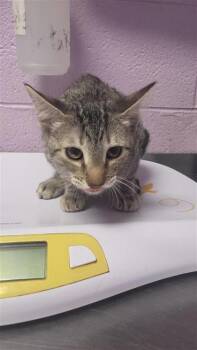 Paloma -  Domestic Short Hair Cat for Adoption in El Paso, Texas - Paloma | PetCurious