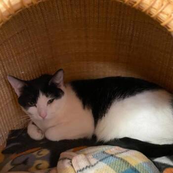 Domestic Short Hair Cats Available for Adoption - Arista | PetCurious