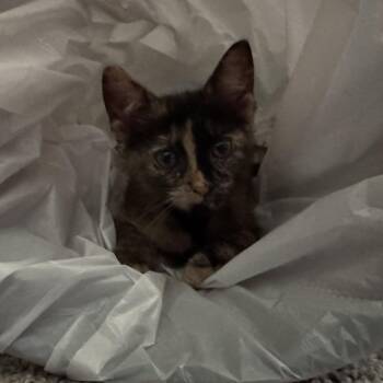 Cinnamon -  Domestic Short Hair Cat for Adoption in Chaska, Minnesota - Cinnamon | PetCurious