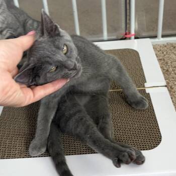 Lotus -  Domestic Short Hair Cat for Adoption in Jarrettsville, Maryland - Lotus | PetCurious