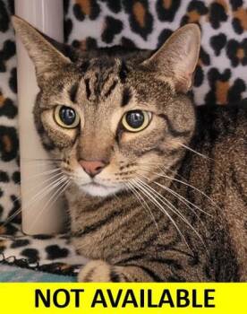Rescue Domestic Short Hair Cats for Adoption in Eugene, Oregon - Fin | PetCurious