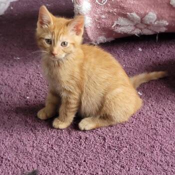Frack -  Domestic Short Hair Cat for Adoption in Wyandotte, Michigan - Frack | PetCurious