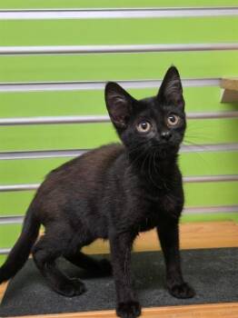 ZOEY -  Domestic Short Hair Cat for Adoption in St. Peters, Missouri - ZOEY | PetCurious