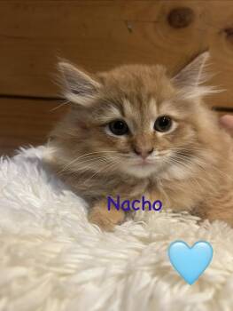Nacho -  Maine Coon and Domestic Long Hair Cat for Adoption in Absecon, New Jersey - Nacho | PetCurious