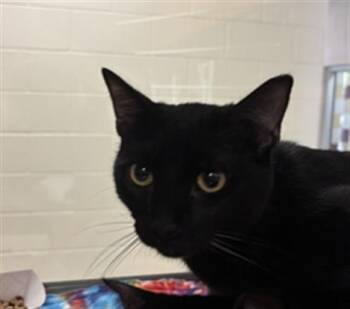 Rescue Domestic Short Hair Cats for Adoption in Plano, Texas - Bear A214225 | PetCurious