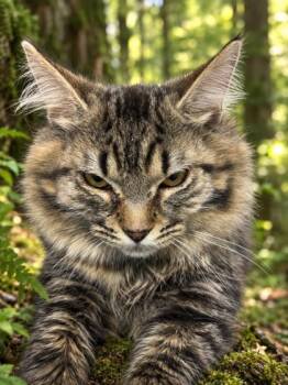 Maude 591-26 -  Domestic Medium Hair and Domestic Short Hair Cat for Adoption in Cumming, Georgia - Maude 591-26 | PetCurious