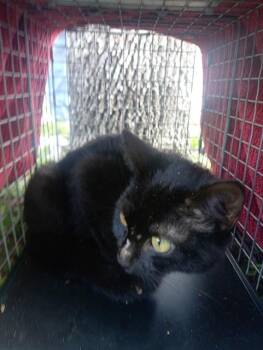 HAWKING -  Domestic Short Hair Cat for Adoption in Fort Lauderdale, Florida - HAWKING | PetCurious