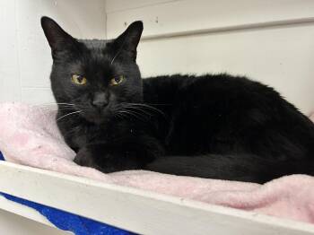 Rescue Domestic Short Hair Cats for Adoption in Maple Ridge, British Columbia - Matteo (Bonded With Midge) | PetCurious