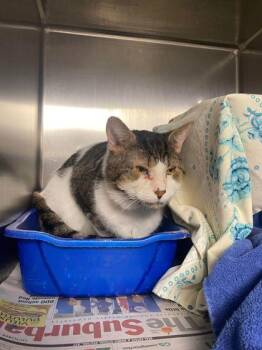 Domestic Short Hair Cats Available for Adoption in Montreal, Quebec - Tiger | PetCurious