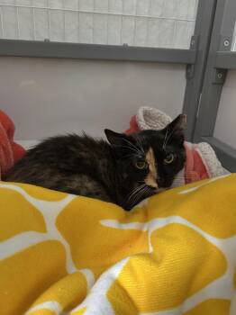 Cassie -  Domestic Short Hair Cat Available for Adoption in Diamond Springs, California - Cassie | PetCurious