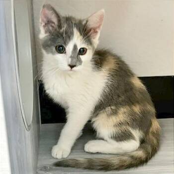 Domestic Short Hair Cats Available for Adoption in Pleasant Hill, California - A1047621 Wilma | PetCurious