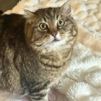 Reya -  Domestic Short Hair Cat for Adoption in Calgary, Alberta - Reya | PetCurious