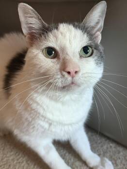 Ralphie -  Domestic Short Hair Cat for Adoption in Wheaton, Illinois - Ralphie | PetCurious