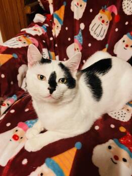 Zorro -  Domestic Short Hair Cat for Adoption in New York, New York - Zorro | PetCurious