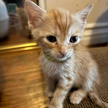 Stiletto -  Domestic Short Hair Cat for Adoption in Westminster, California - Stiletto | PetCurious
