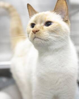 Daphne -  Siamese Cat for Adoption in Bedford, Indiana - Daphne | PetCurious