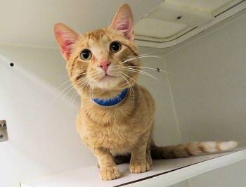 Domestic Short Hair Cats Available for Adoption in Oklahoma City, Oklahoma - CHEESIT | PetCurious