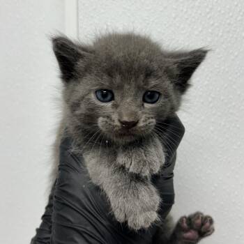 Domestic Short Hair Cats Available for Adoption in Abilene, Texas - Excellent Edgar | PetCurious