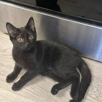 Topanga -  Domestic Short Hair Cat for Adoption in Greenfield, Indiana - Topanga | PetCurious