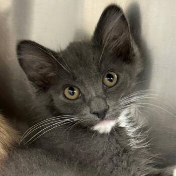 Bedazzle Blue -  Domestic Medium Hair Cat for Adoption in Walnut Creek, California - Bedazzle Blue | PetCurious