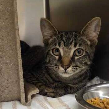 Not the Mom -  Domestic Short Hair Cat for Adoption in Asheville, North Carolina - Not The Mom | PetCurious