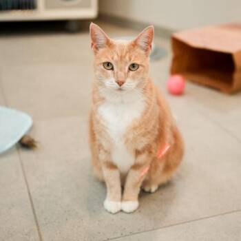 Luna -  Domestic Short Hair Cat for Adoption in Atlanta, Georgia - Luna | PetCurious
