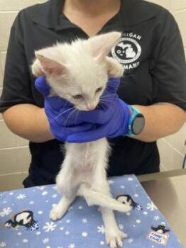 Marshmallow -  Domestic Short Hair Cat for Adoption in Westland, Michigan - Marshmallow | PetCurious