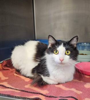 Sky -  Domestic Long Hair Cat Available for Adoption in Ontario, Ohio - Sky | PetCurious