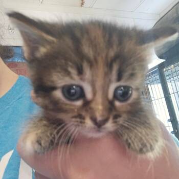 Domestic Medium Hair Cats Available for Adoption in Hanna City, Illinois - Colette | PetCurious
