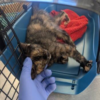 Biscuit -  Domestic Short Hair Cat for Adoption in Watertown, New York - Biscuit | PetCurious