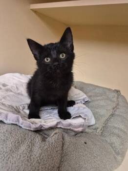 Edgar -  Domestic Short Hair Cat for Adoption in Hays, Kansas - Edgar | PetCurious
