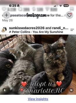 Fabio and Marisol -  Domestic Long Hair Cat for Adoption in Charlotte, North Carolina - Fabio And Marisol | PetCurious